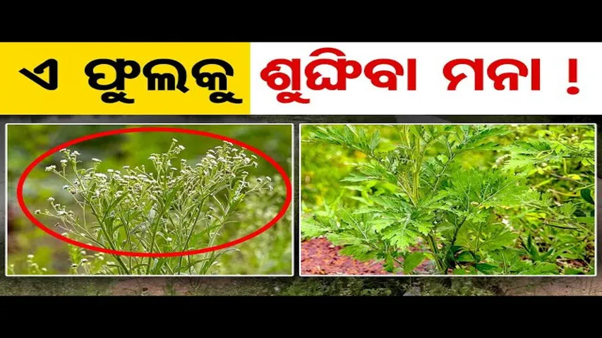 ଏ ଫୁଲକୁ ଶୁଙ୍ଘିବା ମନା!