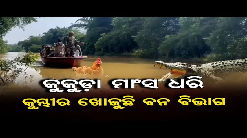କୁକୁଡ଼ା ମାଂସ ଧରି କୁମ୍ଭୀର ଖୋଜୁଛି ବନ ବିଭାଗ