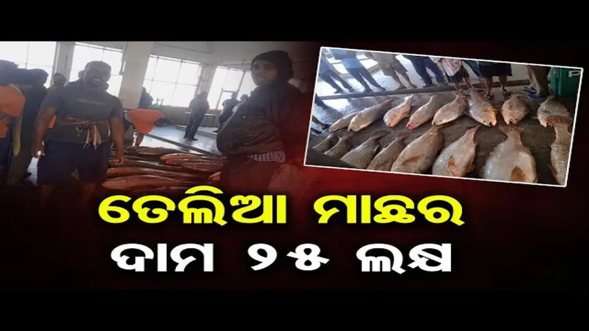 ୨୫ ଲକ୍ଷର ତେଲିଆ ମାଛ