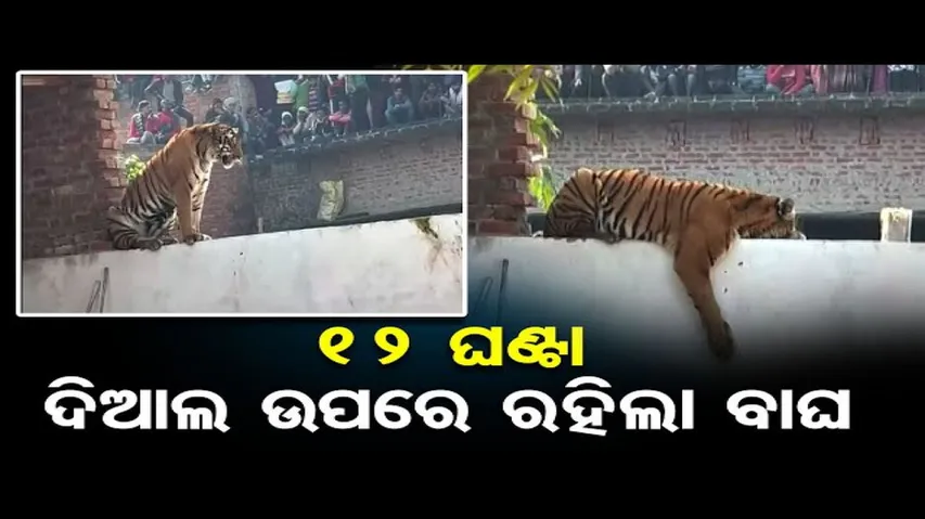 ଗାଁ ଭିତରେ ବୁଲୁଛି ମହାବଳ ବାଘ