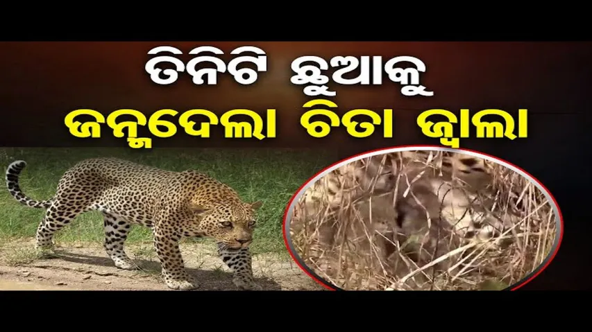 ଚିତା ପ୍ରୋଜେକ୍ଟକୁ ମିଳିଛି ଖୁସି ଖବର; ତିନିଟି ଛୁଆକୁ ଜନ୍ମ ଦେଲା ବାଘୁଣୀ 'ଜ୍ୱାଳା'