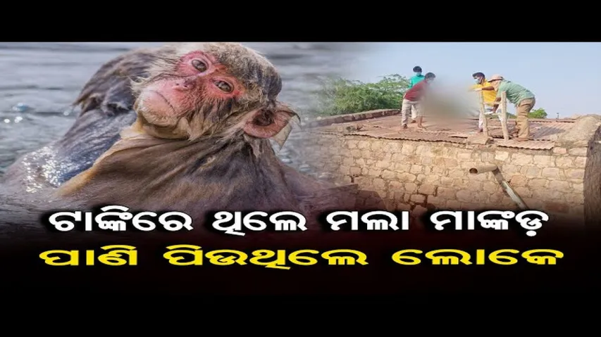 ପାଣି ଟାଙ୍କିରେ ବାହାରିଲା ୩୦ ମାଙ୍କଡ଼ଙ୍କ ମୃତଦେହ
