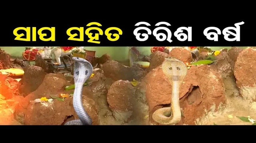 ସାପ ସହିତ ତିରିଶ ବର୍ଷ !