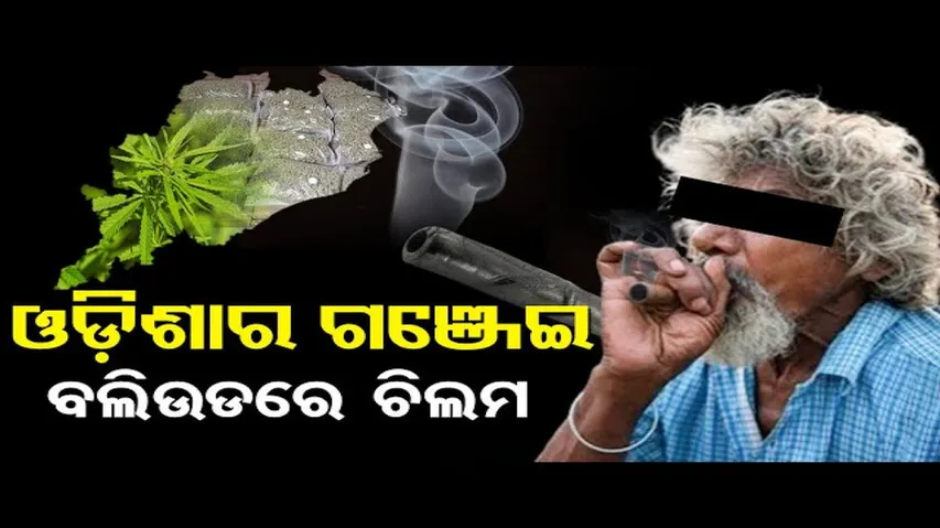 NCB ହାତରେ ମୋଷ୍ଟ ୱାଣ୍ଟେଡ୍ ଗଞ୍ଜେଇ ମାଫିଆ
