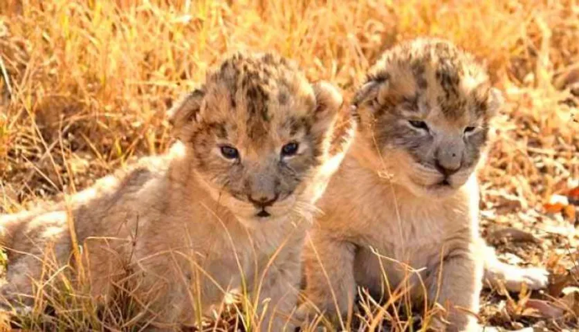 ଜନ୍ମ ନେଲେ ବିଶ୍ୱର ପ୍ରଥମ ଟେଷ୍ଟ୍‌ ଟ୍ୟୁବ ସିଂହ 'ବେବି'