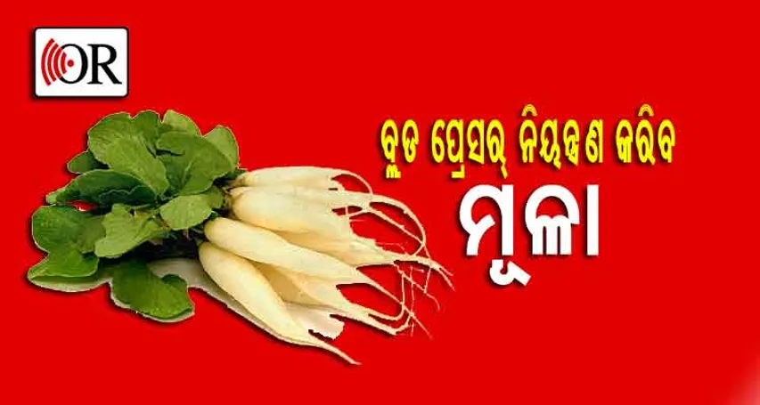 ମୂଳାରେ ଅଛି ଏମିତି ଔଷଧୀୟ ଗୁଣ, ଯାହା ରକ୍ତଚାପକୁ ନିୟନ୍ତ୍ରଣ କରିବ