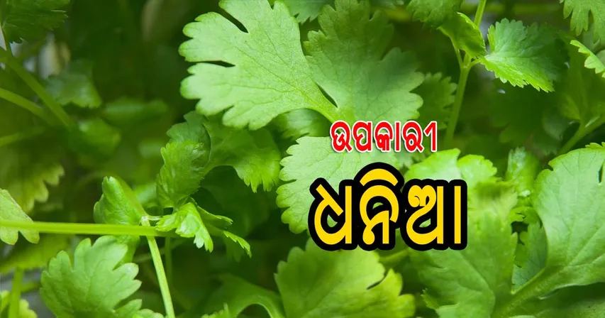 ଦୃଷ୍ଟିଶକ୍ତି ବୃଦ୍ଧି କରେ ଧନିଆ ପତ୍ର