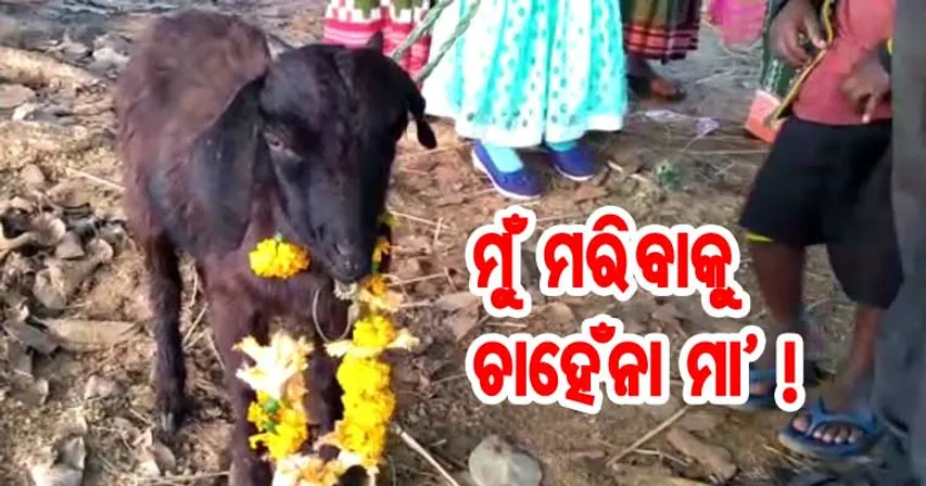 ଶୁଳିଆରେ ପ୍ରତୀକାତ୍ମକ ବଳି ବ୍ୟବସ୍ଥା ହେଲେ କେମିତି ହୁଅନ୍ତା ?