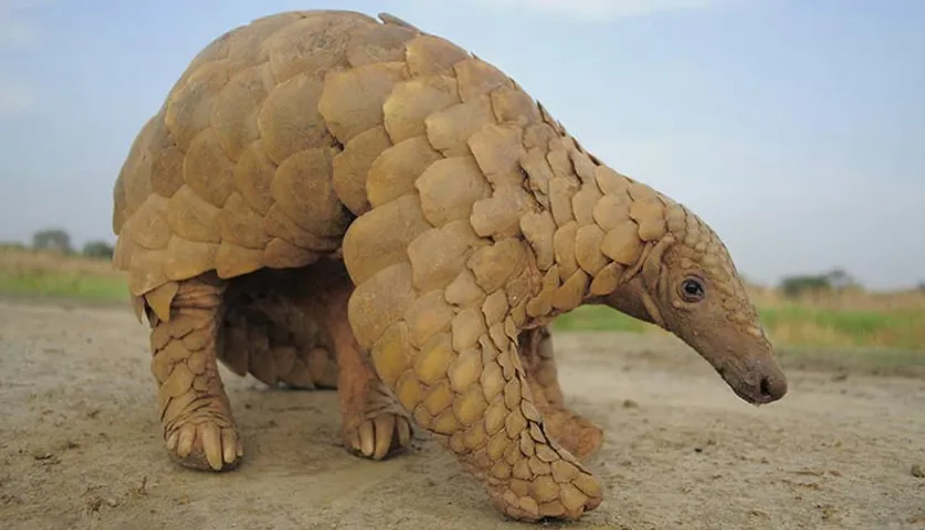 କରୋନା ବ୍ୟାପିବା ପଛରେ ବଜ୍ରକାପ୍ତା!