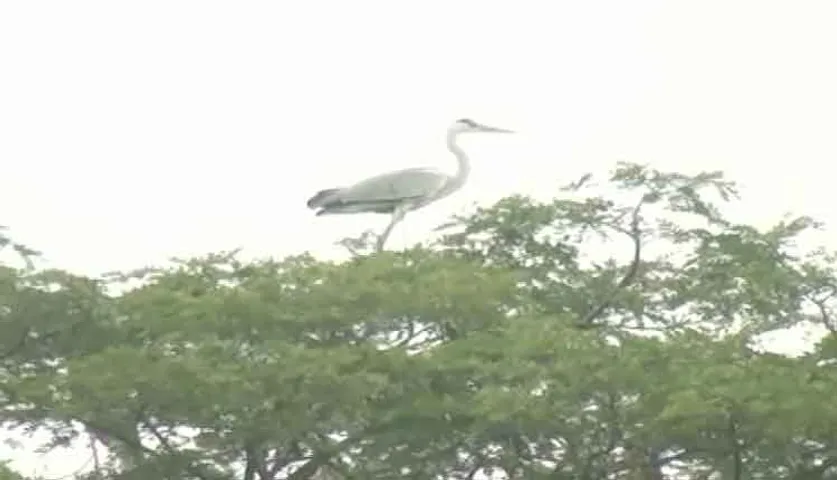 ପାଳି କରି ପକ୍ଷୀଙ୍କୁ ଜଗୁଛନ୍ତି ଗାଁ ଲୋକେ