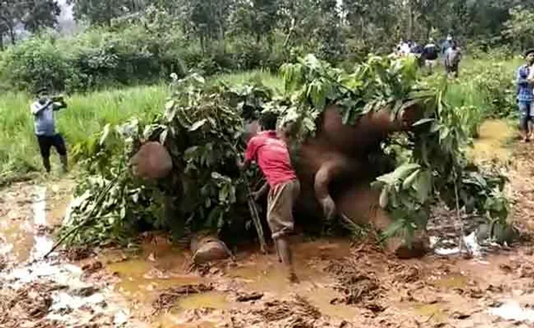 ଦନ୍ତା ହାତୀର ମୃତଦେହ ଠାବ