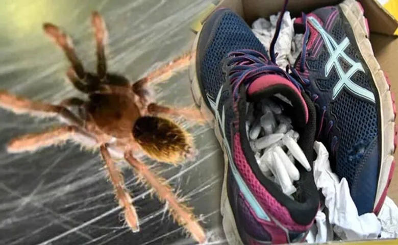 ଜୋତା ଭିତରେ ଥିଲା ୧୧୯ଟି ମାରାତ୍ମକ ଜୀଅନ୍ତା ବୁଢ଼ିଆଣୀ