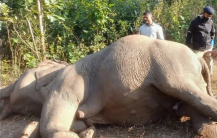 ଆଖି ବୁଜିଲା ମାଈ ହାତୀ