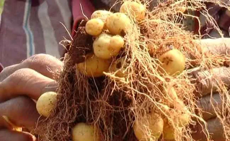 ଦରକାର ପଡ଼ୁନି ଶୀତଳ ଭଣ୍ଡାର; ବର୍ଷ ତମାମ ସତେଜ ରହୁଛି ‘ଠୁରୀ ଆଳୁ’