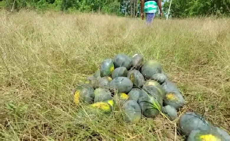 ତରଭୁଜ ଚାଷୀଙ୍କୁ କନ୍ଦେଇଲା ଲକଡାଉନ୍‌