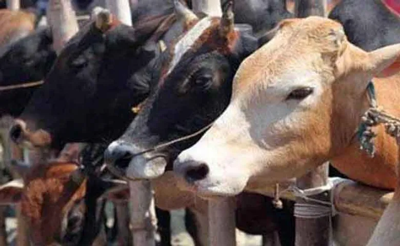 ଗୋ-ଚାଲାଣ ସନ୍ଦେହରେ ପିଟିପିଟି ମାରିଦେଲେ