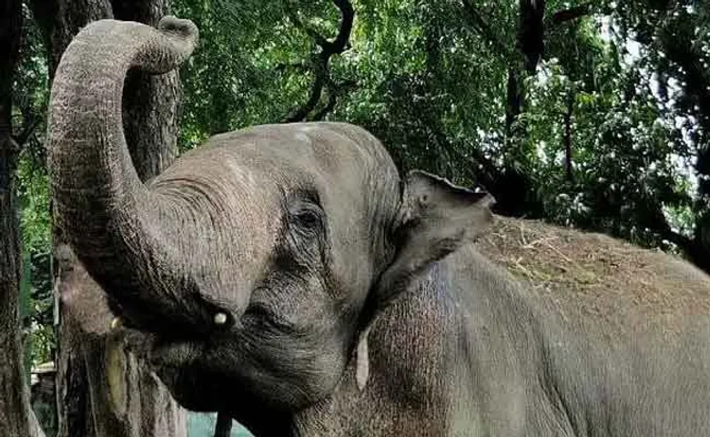 ବାହାଘର ପ୍ରୋସେସନରେ ଆସିଥିବା ହାତୀର ତୁମୁଳକାଣ୍ଡ: ବର ବି ଭୟରେ ଦୌଡ଼ିଲେ