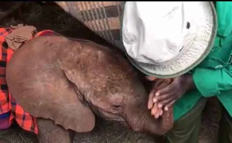 ହାତୀ ଛୁଆର କରାଗଲା ମାଲିସ୍, ଭିଡିଓ ଭାଇରାଲ୍