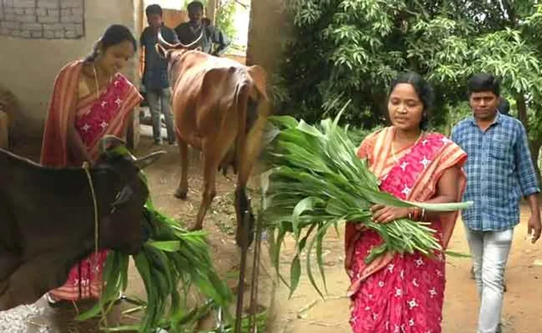 ଗୋ’ ପାଳନ ଓ କୁକୁଡ଼ା ଚାଷ କରି ସ୍ୱାବଲମ୍ୱୀ ହେଲେ ସନ୍ଧ୍ୟାରାଣୀ