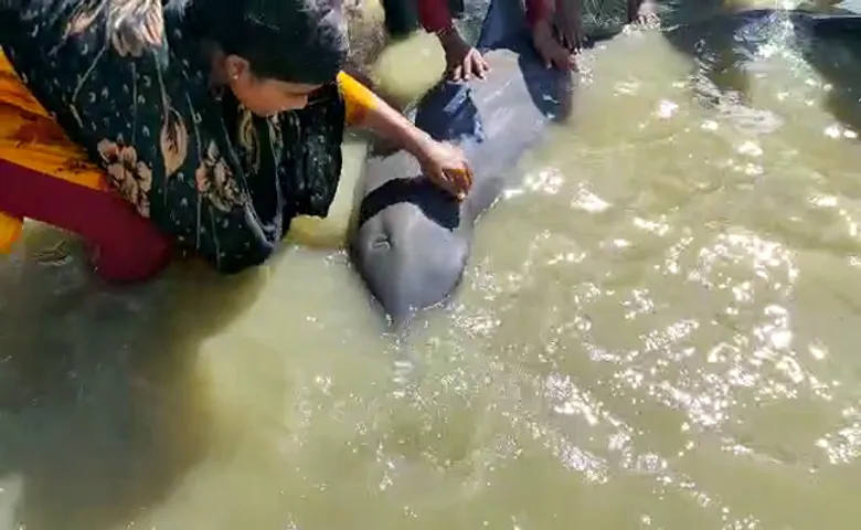 ବାଲେଶ୍ୱର ସମୁଦ୍ରକୂଳରେ ଡଲଫିନ୍‌