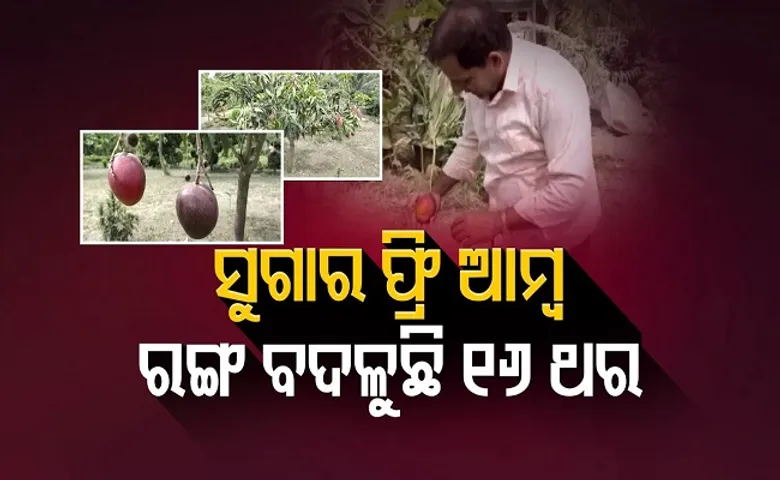 ରଙ୍ଗ ବଦଳାଉଥିବା ଆମ୍ବ!