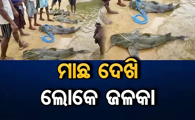ମାଛ ଦେଖି ଲୋକେ ଜଳକା