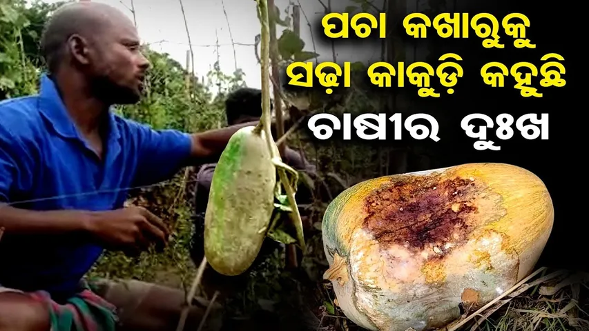 ପଚା କଖାରୁକୁ ସଢା କାକୁଡି କହୁଛି ଚାଷୀର ଦୁଃଖ