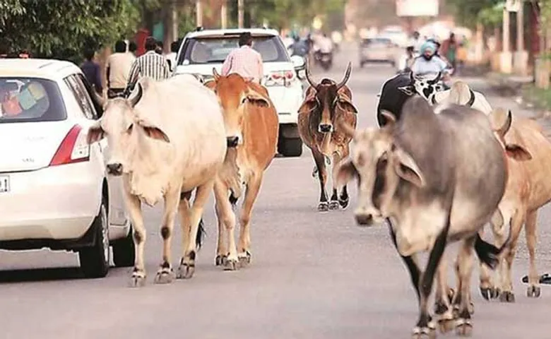 ପାଞ୍ଚଲକ୍ଷ କୋଟି ଡଲାର ଅର୍ଥନୀତି ପାଇଁ ବୁଲାଗୋରୁ ବାଧକ!