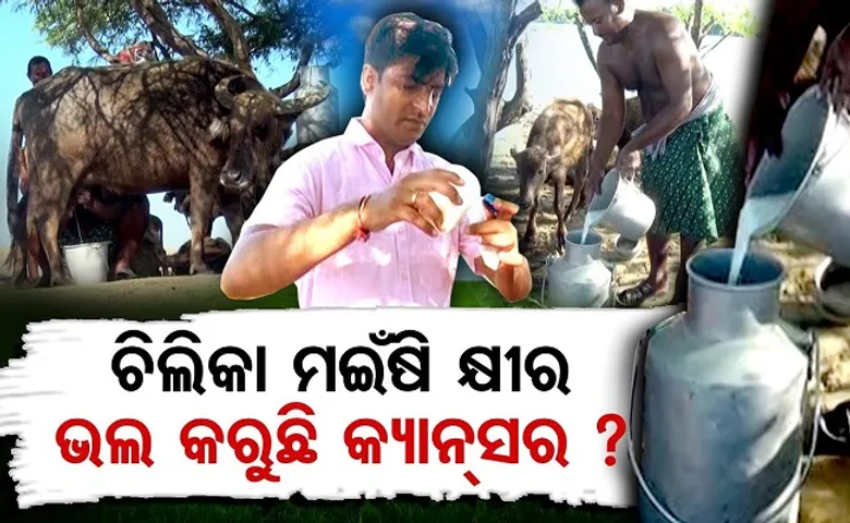 ଚିଲିକା ମଇଁଷି କ୍ଷୀର ଭଲ କରୁଛି କ୍ୟାନ୍ସର?