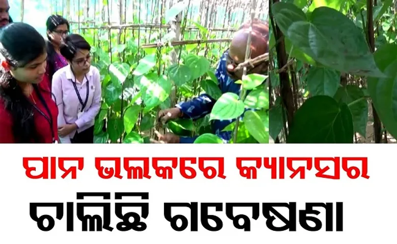 ପାନ ଭଲ କରେ କ୍ୟାନସର!