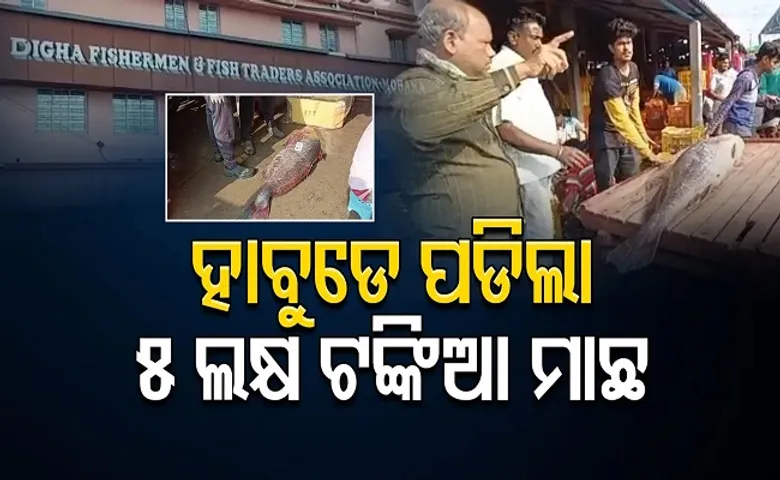 ହାବୁଡ଼େ ପଡିଲା ଲକ୍ଷେ ଟଙ୍କିଆ ମାଛ