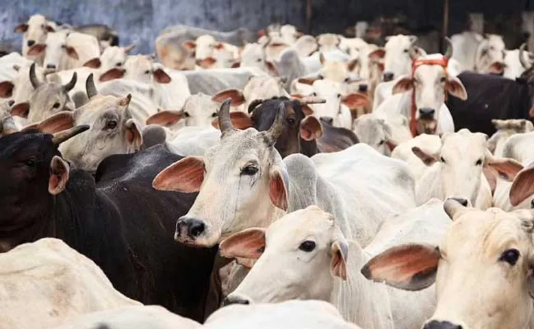 ଜୈବିକ କୃଷି ପାଇଁ ଗୋମହିଷାଦି ହିଁ ସମାଧାନ