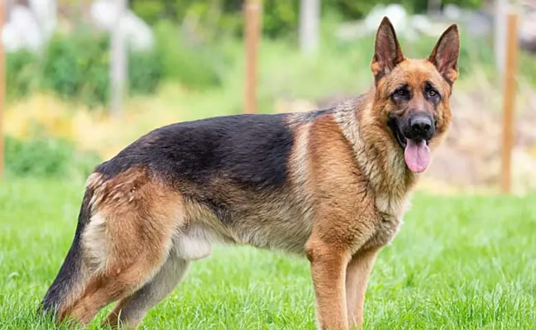 ବିଏମସିର କୁକୁର ଟେନସନ ଅଧିକ ଟେନ୍‌ସନ ନଦେଉ!