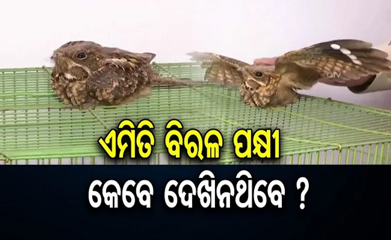 କେଉଁଠୁ ଆସିଲା ଏମିତି ପକ୍ଷୀ?