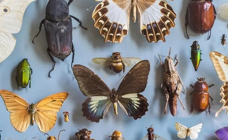 ଆଗାମୀ ଶତାବ୍ଦୀରେ ୬୫ ପ୍ରତିଶତ କୀଟପତଙ୍ଗ ବିଲୁପ୍ତ ହୋଇଯିବେ