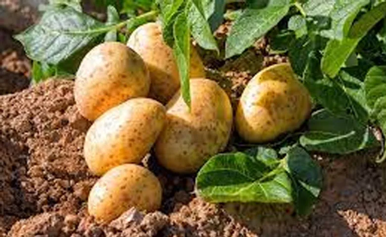 ମିଶନ ଉପରେ ମିଶନ- ଫଳଶୂନ ମିଶନ!