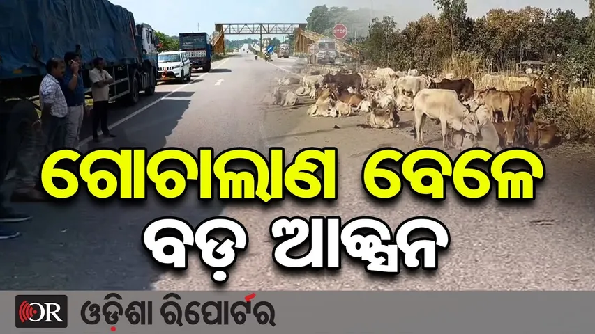 ଗୋଚାଲାଣ ବେଳେ ବଡ଼ ଆକ୍ସନ | Odisha Reporter