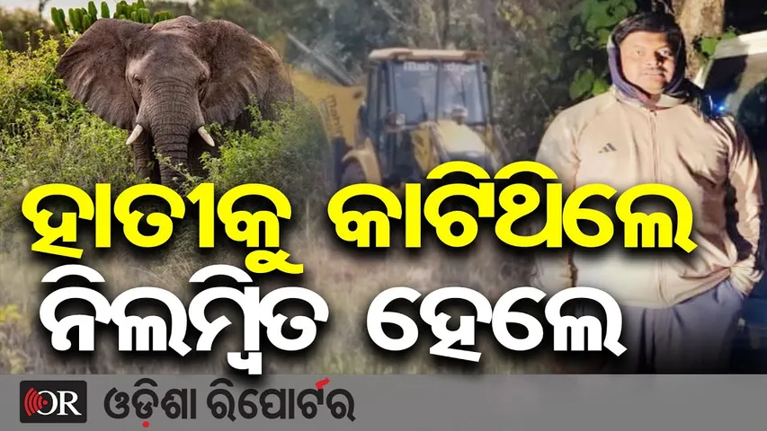 ହାତୀକୁ ଖଣ୍ଡ ଖଣ୍ଡ କାଟି ନର୍ସରୀରେ ପୋତି ଦେବା ଘଟଣାରେ ଡେପୁଟି ରେଞ୍ଜର ନିଲମ୍ବିତ | Odisha Reporter
