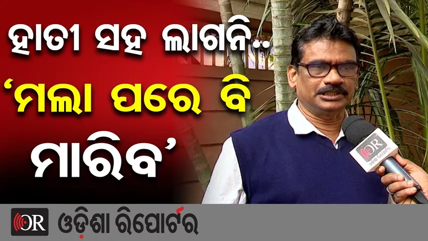 ହାତୀ ସହ ଲାଗନି.. ‘ମଲା ପରେ ବି ମାରିବ’ || Wildlife Doctor Reveals Shocking Truth || Wild elephant ||OR