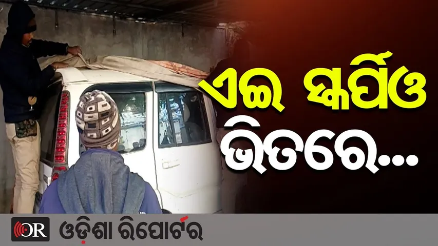 ଏଇ ସ୍କର୍ପିଓ ଭିତରୁ ମିଳିଲା...|| Keonjhar Police Big Action || Cow Smugglers || Police Raid ||OR