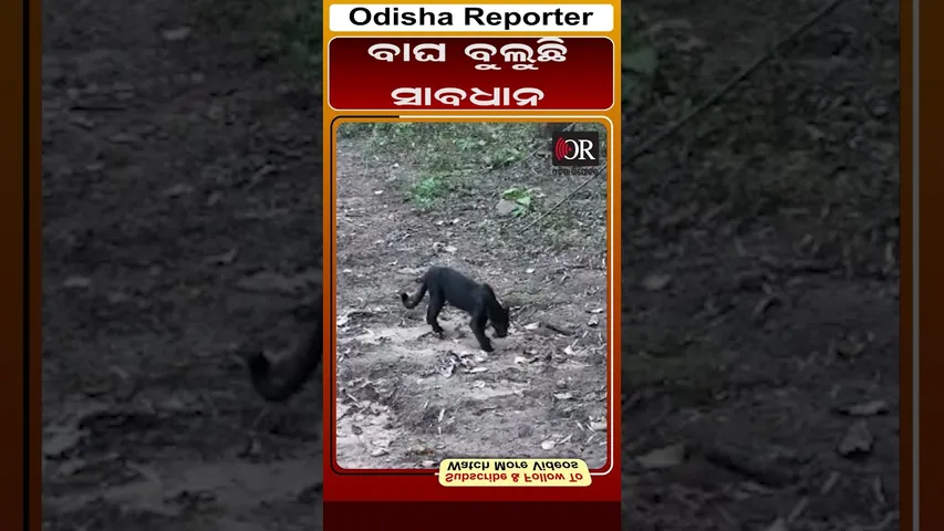 ସାବଧାନ ବାଘ ବୁଲୁଛି || Odisha Reporter
