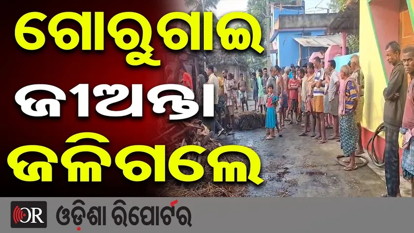 ଗୋରୁଗାଈ ଜୀଅନ୍ତା ଜଳିଗଲେ | Fire Breaks Out in Anandpur Cow Shed | Kendujhar | Odisha Reporter