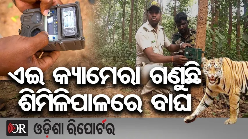 ଏଇ କ୍ୟାମେରା ଗଣୁଛି ଶିମିଳିପାଳରେ ବାଘ | Odisha Reporter