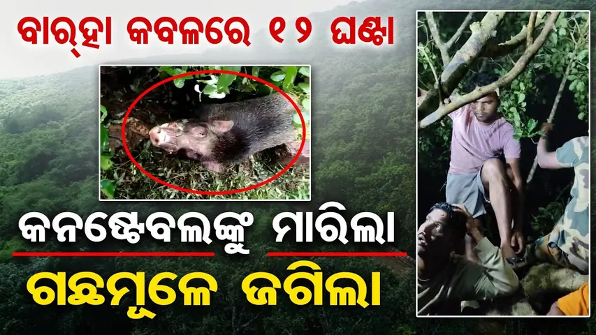 Khordha Barunei Attack || ବାର୍‌ହା କବଳରେ ୧୨ ଘଣ୍ଟା କନଷ୍ଟେବଲଙ୍କୁ ମାରିଲା, ଗଛମୂଳେ ଜଗିଲା || OR