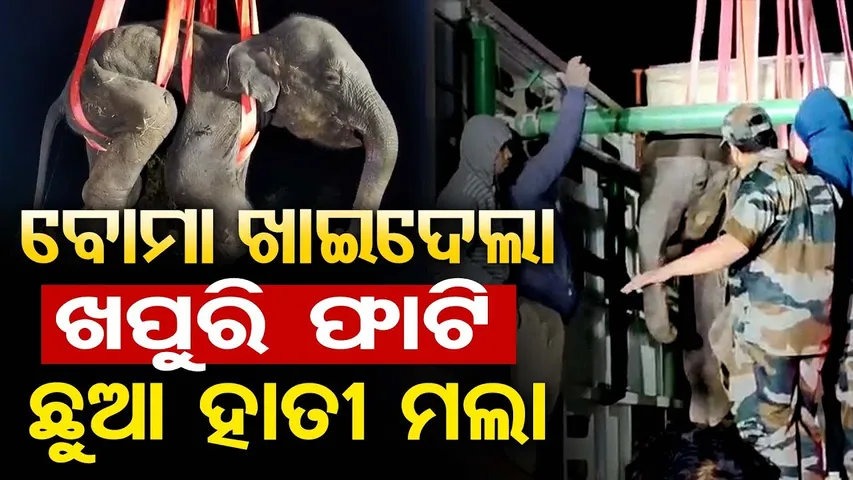 ବୋମା ଖାଇଦେଲା, ଖପୁରୀ ଫାଟି ଛୁଆ ହାତୀ ମଲା | Odisha Reporter