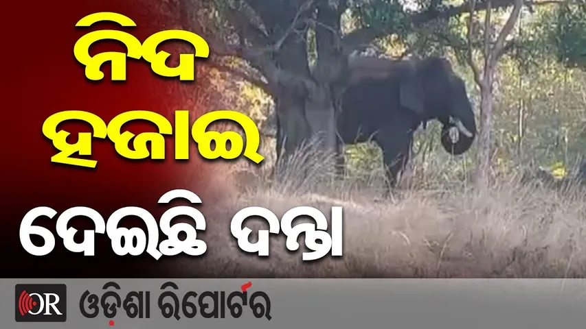 ଉତ୍ପାତ କରୁଛି ଦନ୍ତା ଭାଙ୍ଗୁଛି ଘର | Odisha Reporter