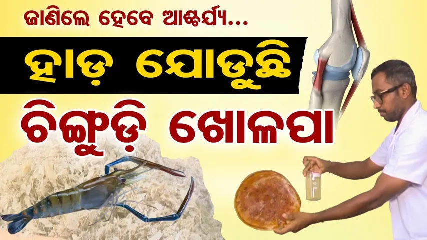 ଜାଣିଲେ ହେବେ ଆଶ୍ଚର୍ଯ୍ୟ …ହାଡ଼ ଯୋଡୁଛି ଚିଙ୍ଗୁଡ଼ି ଖୋଳପା | Shrimp Shells Turned Into Life-Saving Medicine
