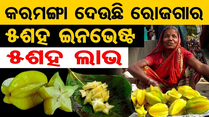 କରମଙ୍ଗା ଦେଉଛି ରୋଜଗାର ,5ଶହ ଇନଭେଷ୍ଟ  ,5 ଶହ ଲାଭ |Profitable Small Business |Karamanga Fruit |Star Fruit