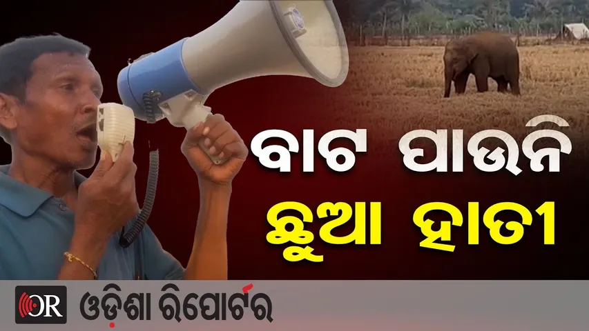 ବାଟ ପାଉନି ଛୁଆ ହାତୀ | Odisha Reporter
