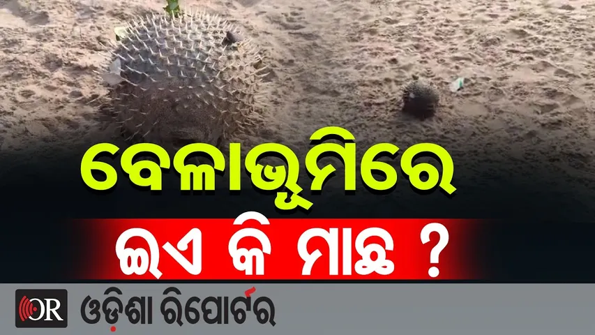 ବେଳାଭୂମିରେ ଇଏ କି ମାଛ? | Odisha Reporter